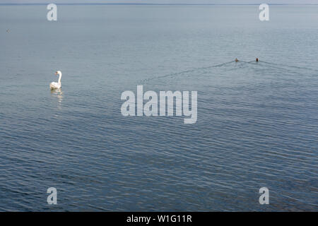 Una mattina di primavera con un cigno e anatre sul lago di Balaton, Ungheria Foto Stock