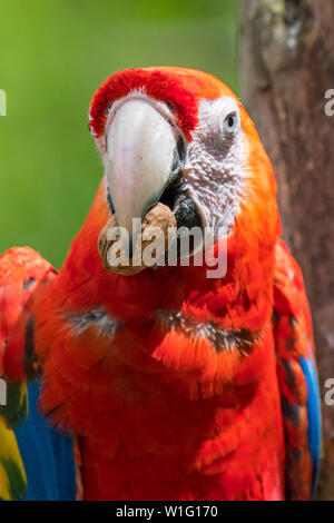 Close-up ritratto di scarlet macaw (Ara macao) frantumazione di noce con becco potente Foto Stock