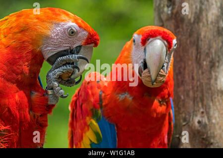 Due scarlet macaws (Ara macao) nativa per le foreste tropicali di America Centrale e America del Sud, la frantumazione di noci con becco potente Foto Stock