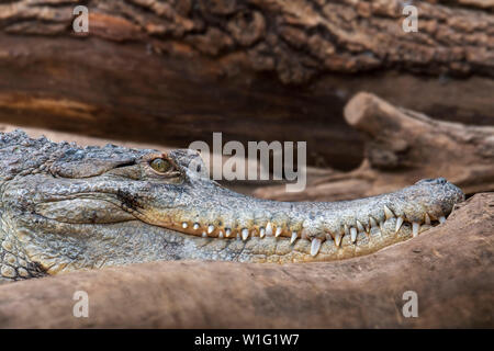 Close-up verticale di West African snello-snouted crocodile (Mecistops cataphractus) nativa per l'Africa occidentale Foto Stock