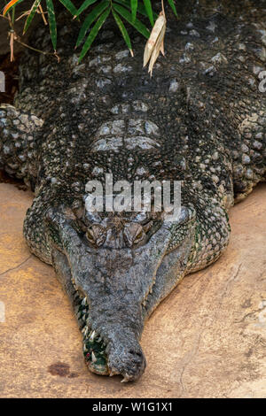 West African snello-snouted crocodile (Mecistops cataphractus) nativa per l'Africa occidentale Foto Stock