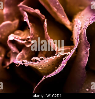 Close up gocce di pioggia sulla petali di rosa in colori smorzati. Foto Stock