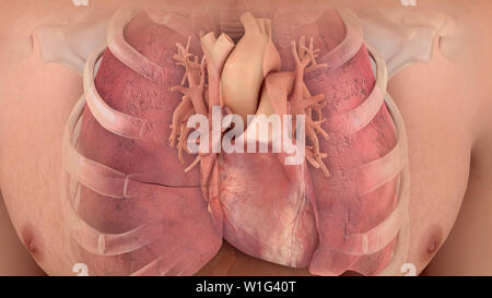 Il cuore del sistema cardiopolmonare Foto Stock