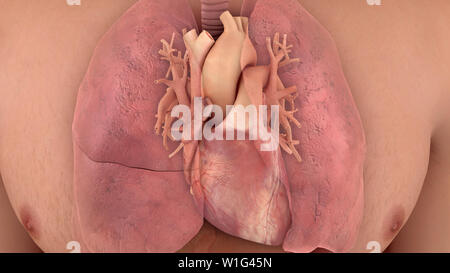 Il cuore del sistema cardiopolmonare Foto Stock