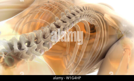 Spina dorsale 3D illustrazione Foto Stock