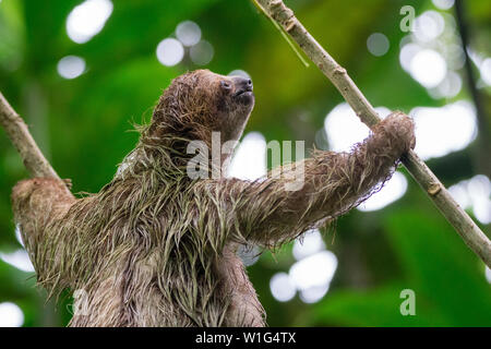 Baby il bradipo (Bradypus variegatus) salendo un albero in bambini della foresta pluviale eterna in Costa Rica Foto Stock