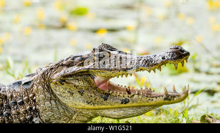 Caimano dagli occhiali (Caiman crocodilus) crogiolarsi sulla spiaggia di una laguna con la bocca aperta in Maquenque, Costa Rica Foto Stock