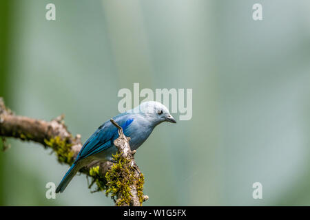 Colore grigio-blu tanager (Thraupis episcopus) posatoi su un ramo in Maquenque, Costa Rica Foto Stock