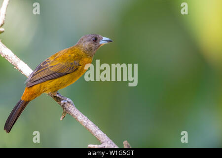 Femmina scarlet-rumped tanager (Ramphocelus passerinii) noto anche come passerini tanager di posatoi su un albero in Maquenque, Costa Rica Foto Stock