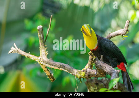 Giallo-throated toucan (Ramphastos ambiguus), noto anche come black-mandibled o di castagno mandibled toucan, appollaiate su un albero in Maquenque, Costa Rica Foto Stock
