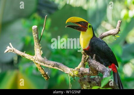 Giallo-throated toucan (Ramphastos ambiguus), noto anche come black-mandibled o di castagno mandibled toucan, appollaiate su un albero in Maquenque, Costa Rica Foto Stock
