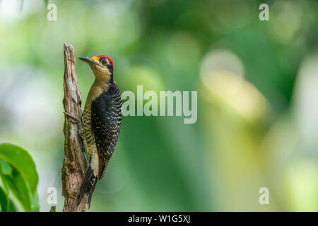 Nero-cheeked picchio in Costa Rica, Maquenque. Foto Stock