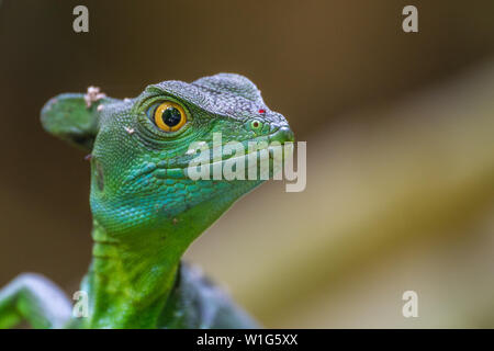 Ritratto di un basilisco piumati, noto anche come verde basilisk o Gesù Cristo lizard, preso in Maquenque, Costa Rica. Foto Stock