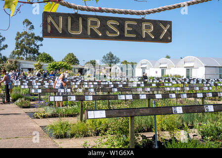 Vivaio a Beth Chatto giardino, Elmstead, Colchester, Suffolk, Regno Unito Foto Stock