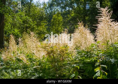 Beth Chatto giardino, Elmstead, Colchester, Suffolk, Regno Unito Foto Stock