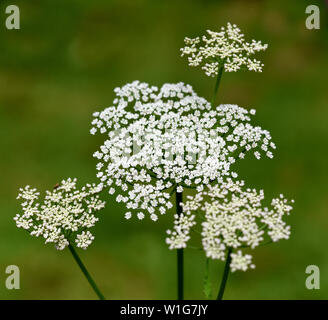 Giersch, Aegopodium Podagraria Foto Stock