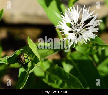 Primo piano della Centaurea montana alba e bud. Foto Stock