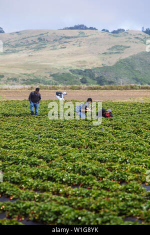 Turisti che raccolgono la fragola biologica Swanton Berry Farm, Davenport, California, Stati Uniti Foto Stock