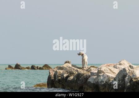 Cane su rocce cercando qualcuno Foto Stock