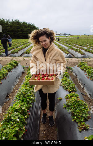 Donna caucasica di mezza età che raccoglie la fragola organica Swanton Berry Farm, Davenport, California, Stati Uniti Foto Stock