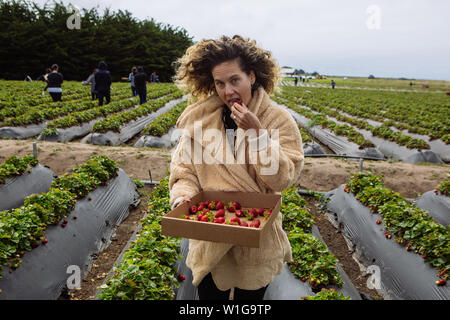 Donna caucasica di mezza età che raccoglie e mangia la fragola organica Swanton Berry Farm, Davenport, California, Stati Uniti Foto Stock