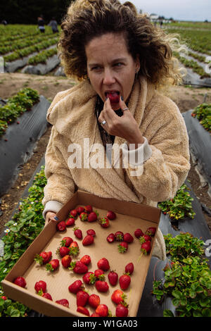 Donna caucasica di mezza età che raccoglie e mangia la fragola organica Swanton Berry Farm, Davenport, California, Stati Uniti Foto Stock