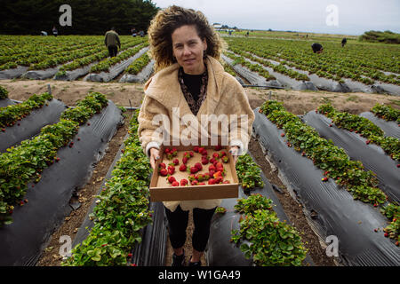 Donna caucasica di mezza età che raccoglie la fragola organica Swanton Berry Farm, Davenport, California, Stati Uniti Foto Stock