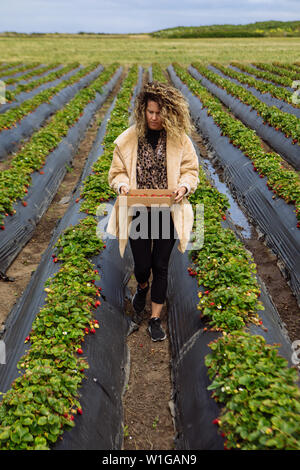 Donna caucasica di mezza età che raccoglie la fragola organica Swanton Berry Farm, Davenport, California, Stati Uniti Foto Stock