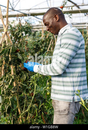 Fiducioso afro-americano di agricoltore lavora in serra, coltivare pomodori organici Foto Stock