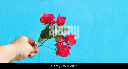 Close up donna mano azienda fioritura rosa bougainvillea banco.Defocalizzata acqua blu, piscina con uno sfondo vuoto lo spazio di copia. Tropical Foto Stock