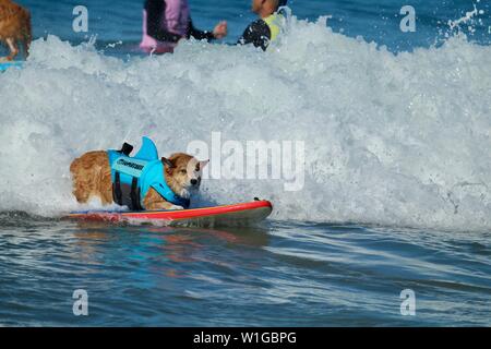 Cane Corgi surf a un cane evento surfing in Huntington Beach, California Foto Stock