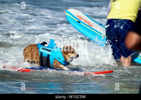 Cane Corgi surf a un cane evento surfing in Huntington Beach, California Foto Stock