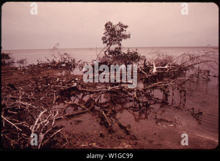 Alberi di mangrovie hanno svolto un ruolo vitale nell'ecosistema del sud della Florida, ma allo scempio della terra minaccia la crescita continua dell'impianto. Qui, un boschetto IN NORD KEY LARGO È STATA CANCELLATA PER FINI COMMERCIALI Foto Stock