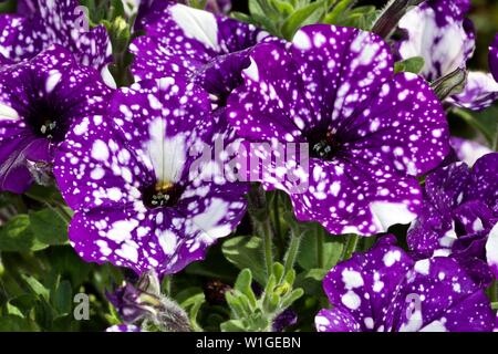 La Petunia 'cielo notturno' Foto Stock