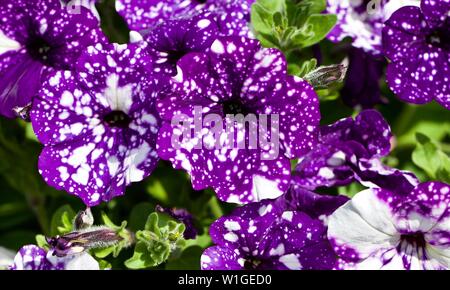 La Petunia 'cielo notturno' Foto Stock