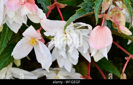 Coda begonie tuberose Foto Stock