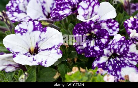 La Petunia 'cielo notturno' Foto Stock