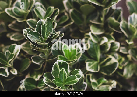 Wintercreeper Euonymus fortunei close-up shot. La natura con uno sfondo verde e giallo o bianco foglie. Foto Stock