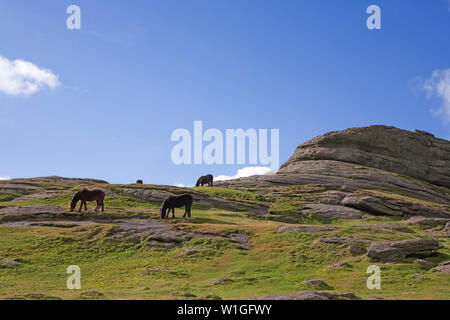 Pony pascolo a Haytor, Parco Nazionale di Dartmoor, Devon, Regno Unito Foto Stock