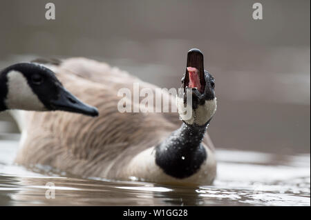 One Canada Goose chiede a gran voce con la sua linguetta sporgente come un altro goose entra nel telaio in primo piano. Foto Stock