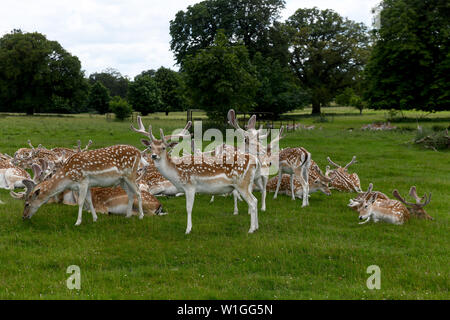 Daini bucks con il loro nuovo palchi Attingham Park in Gran Bretagna Regno Unito Foto Stock