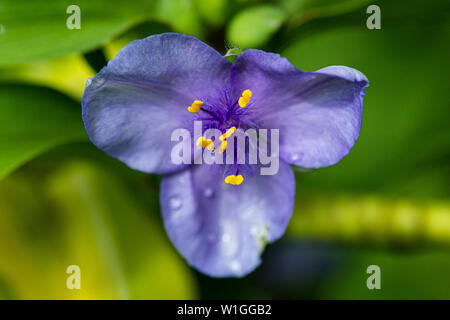 Il fiore di un comune spiderwort (Tradescantia virginiana) Foto Stock