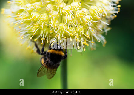 Un Bumble Bee su un sbilenco cipolla (Allium obliquum) Foto Stock