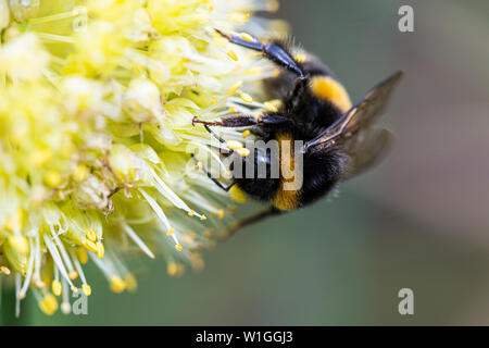 Un Bumble Bee su un sbilenco cipolla (Allium obliquum) Foto Stock