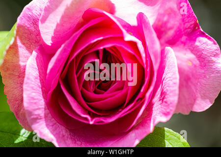 Il fiore di un inglese rosa rampicante 'Gertrude Jekyll' Foto Stock