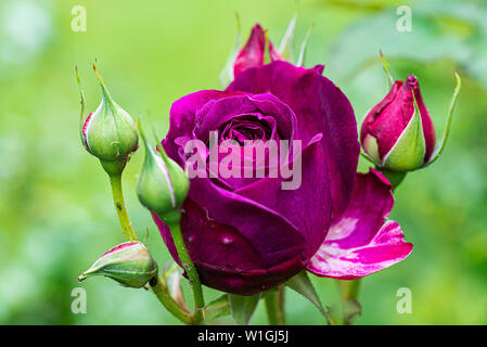 Il fiore di un inglese di rosa ad arbusto Munstead Wood Foto Stock