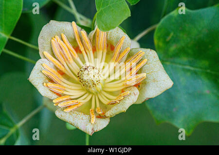 Il fiore di un tulipano tree (Liriodendron Tulipifera) Foto Stock
