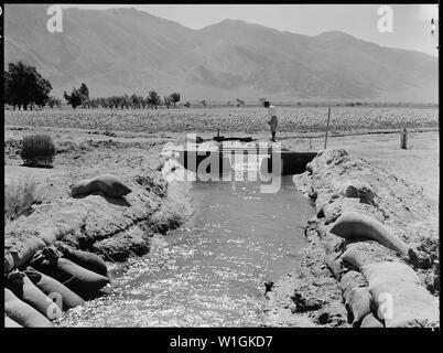 Manzanar Relocation Center, Manzanar, California. Il progetto di fattoria è ben al di sotto del titolo con 125 acri . . .; Portata e contenuto: tutta la didascalia per questa fotografia si legge: Manzanar Relocation Center, Manzanar, California. Il progetto di fattoria è ben al di sotto del titolo con 125 acri ora nella coltivazione a questa guerra Relocaton competente centro per sfollati di ascendenza giapponese. Un gate di controllo è stato costruito nel canale di alimentazione di acqua come necessario per irrigazione. Un campo di mais può essere visto in background. Foto Stock