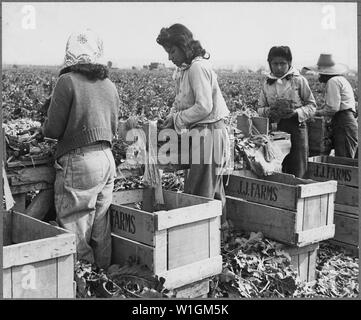 Maricopa County, Arizona. Ragazze messicano raggrinzimento broccoli; guadagnano circa $2.50 al giorno. John Jacob's farm. Foto Stock