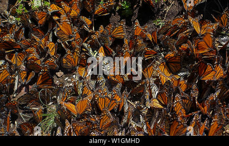 Le farfalle monarchiche (Danaus plexippus) si riunano nelle alte foreste del Messico centrale Foto Stock